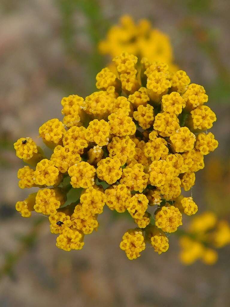 Image of Athanasia juncea (DC.) D. Dietr.