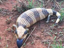 Image of Western blue-tongued lizard