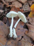 Image of Leucoagaricus crystallifer Vellinga 2000