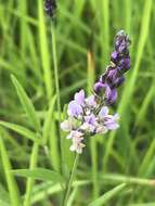 Image of Sampson's-Snakeroot