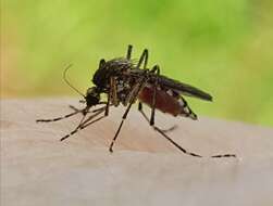 صورة Aedes camptorhynchus (Thomson 1869)