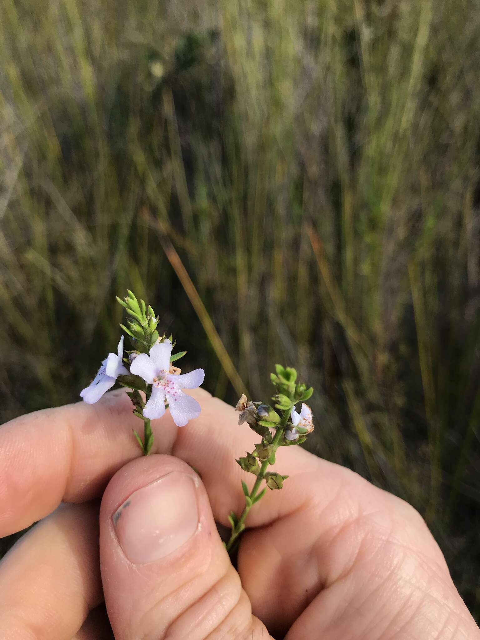 Image de Westringia tenuicaulis C. T. White & W. D. Francis