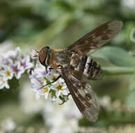 Image of Exoprosopa divisa (Coquillett 1887)