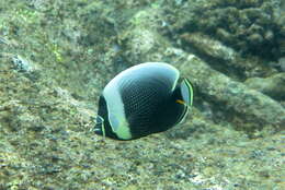 Image of Black Butterflyfish