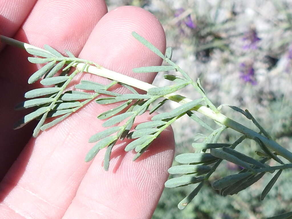 Image of purple dalea