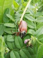 Image of Common cockchafer