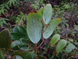 Smilax corbularia Kunth resmi