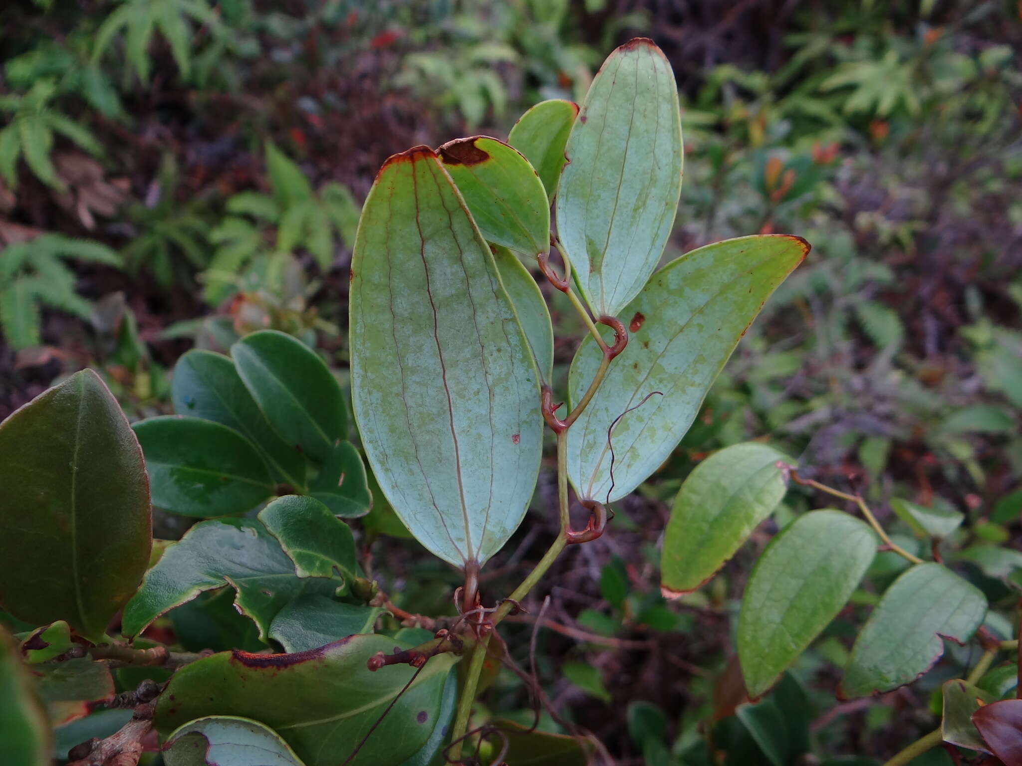 Image de Smilax corbularia Kunth