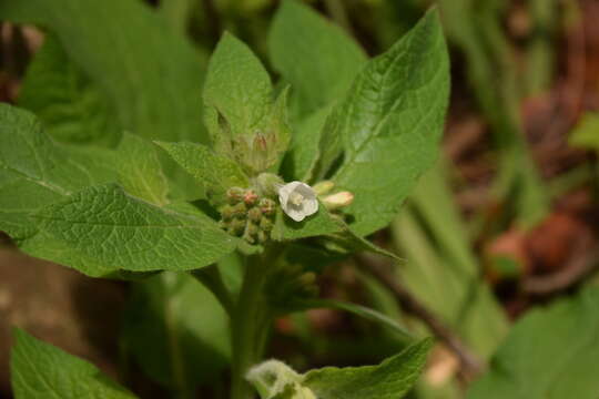 Image of Symphytum brachycalyx Boiss.