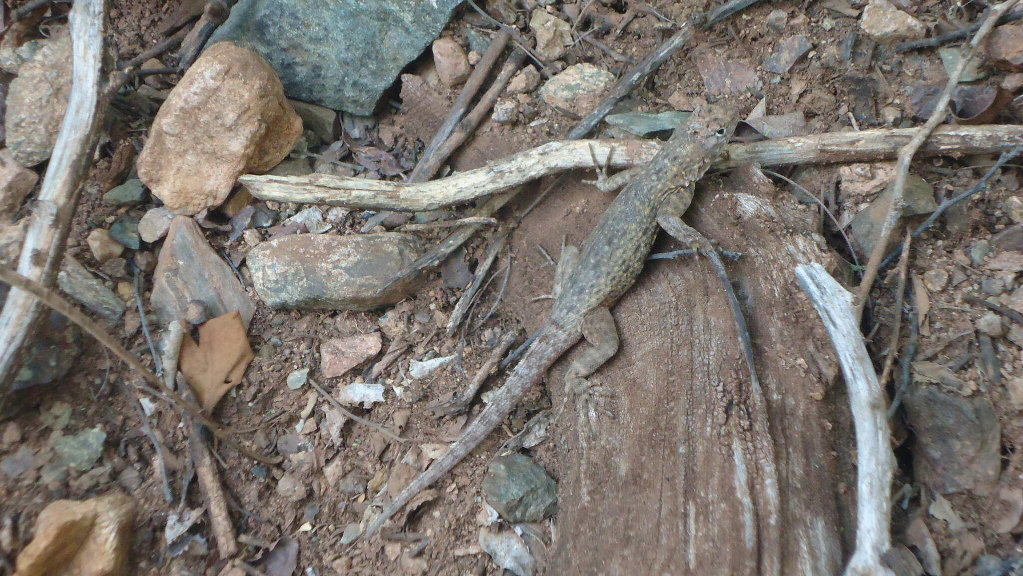 Sceloporus gadoviae Boulenger 1905 resmi