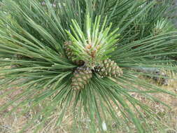 Imagem de Pinus nigra subsp. laricio (Poir.) Maire