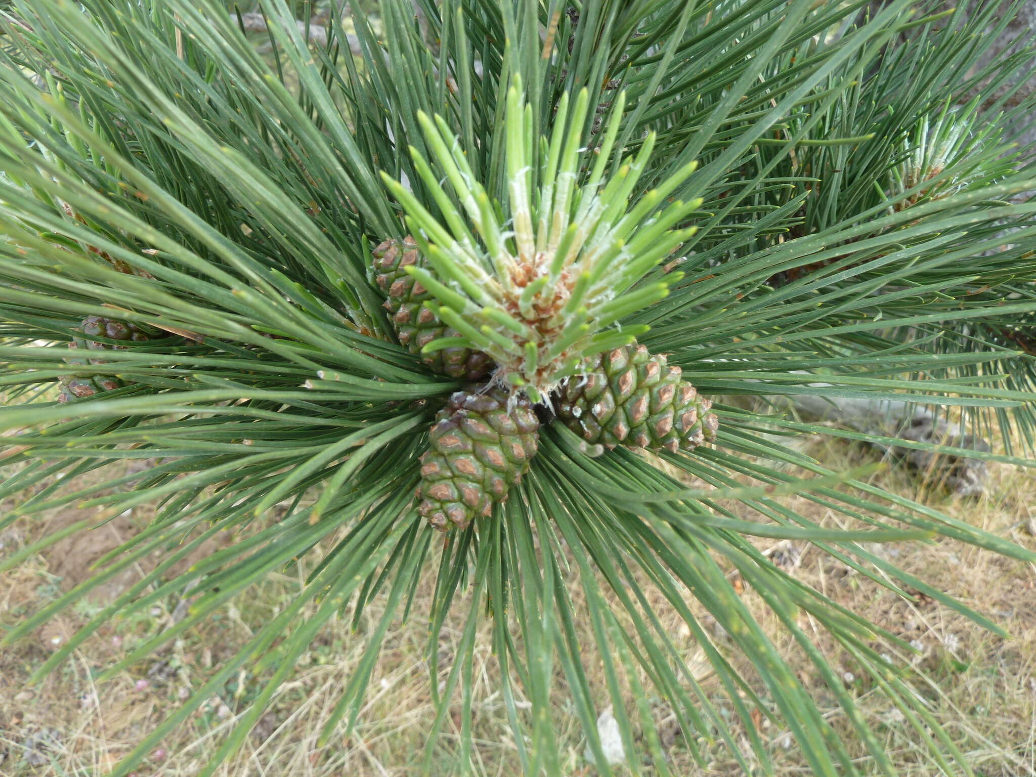 Imagem de Pinus nigra subsp. laricio (Poir.) Maire