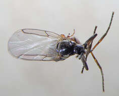 Image of Minute black scavenger fly