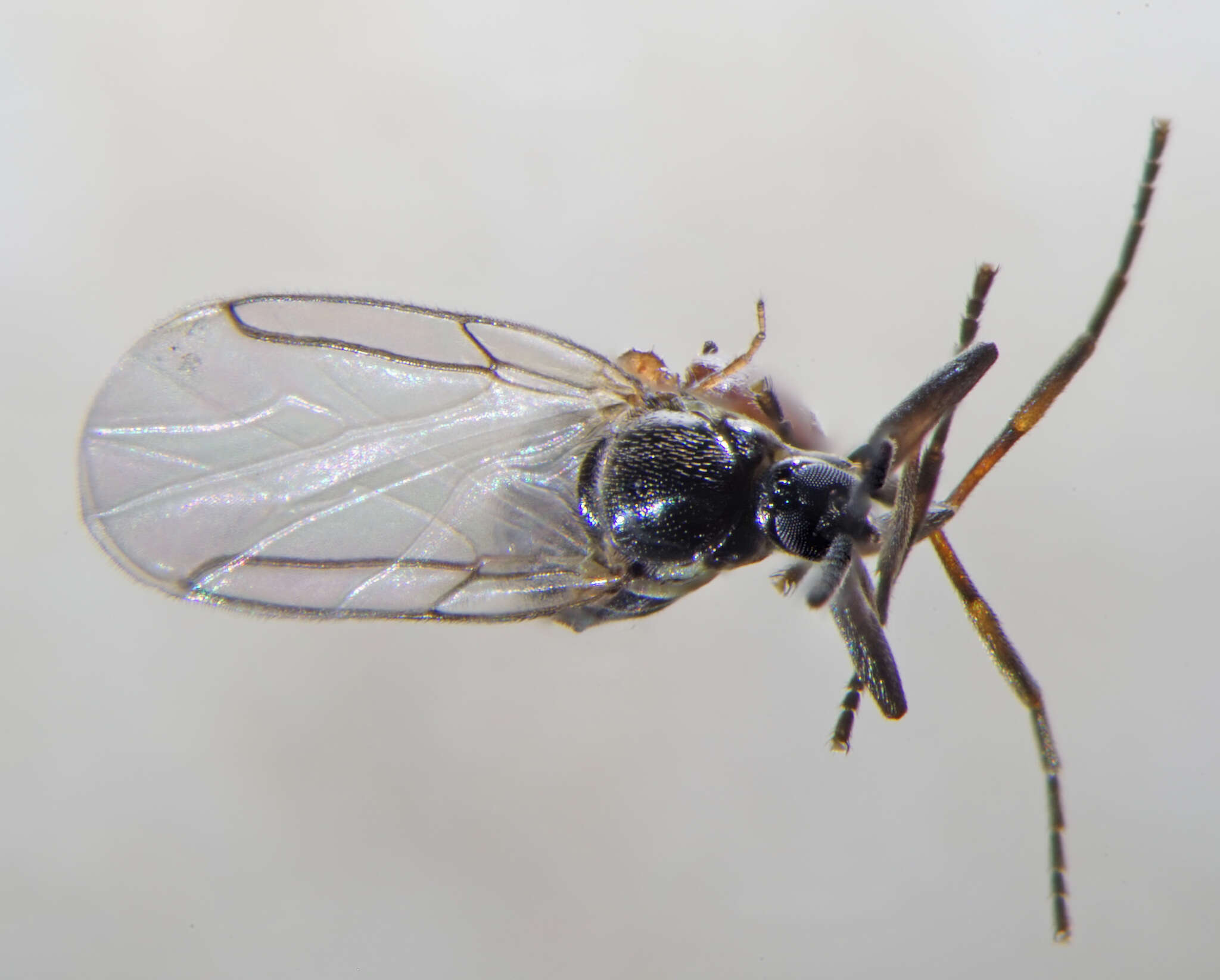 Image of Minute black scavenger fly