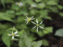 Aster miquelianus Hara resmi