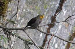 Image of Yellow-rumped Honeyguide