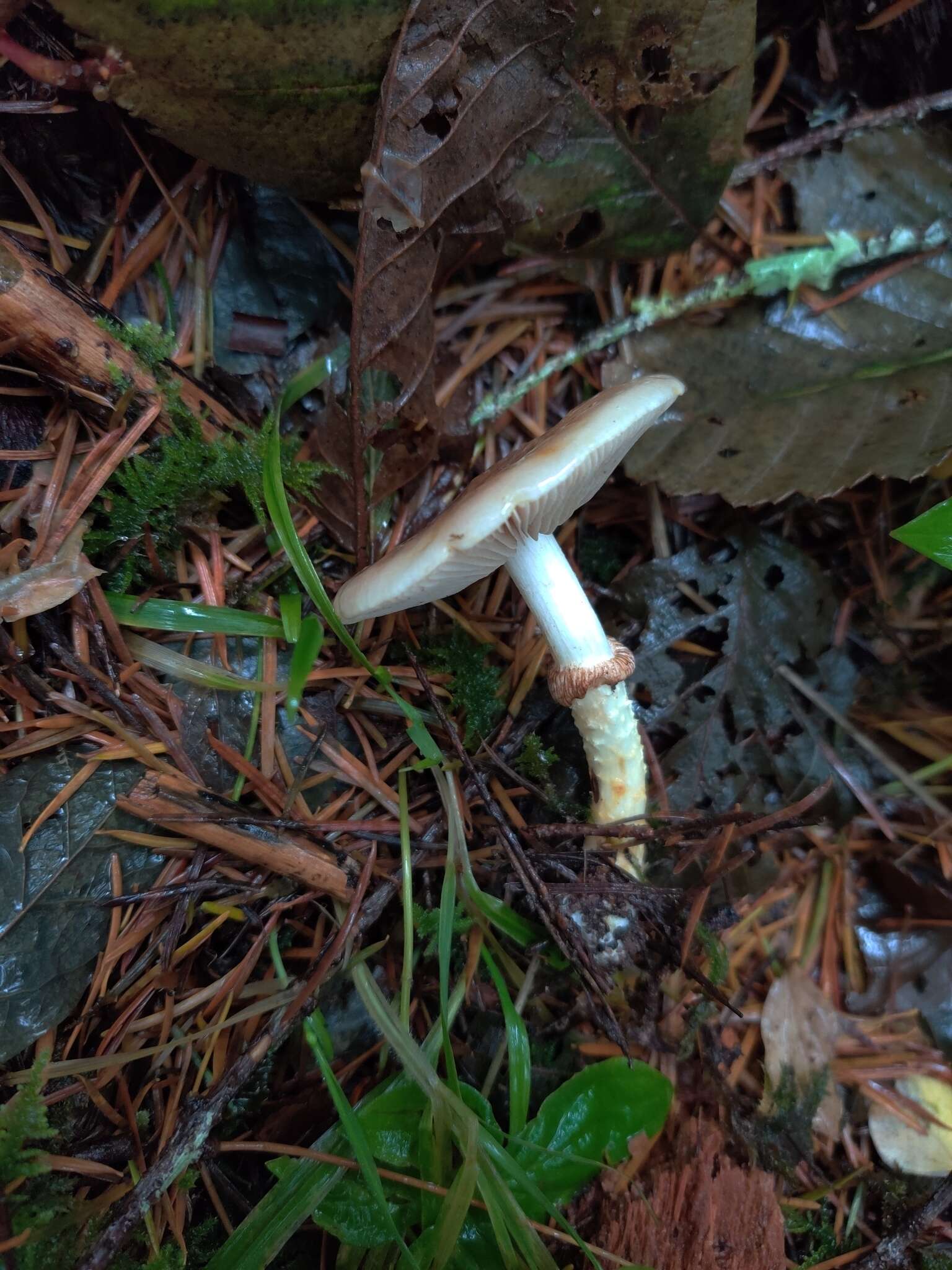 Image of Stropharia albivelata (Murrill) Norvell & Redhead 2000