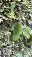 Image of Hymenophyllum cruentum Cav.