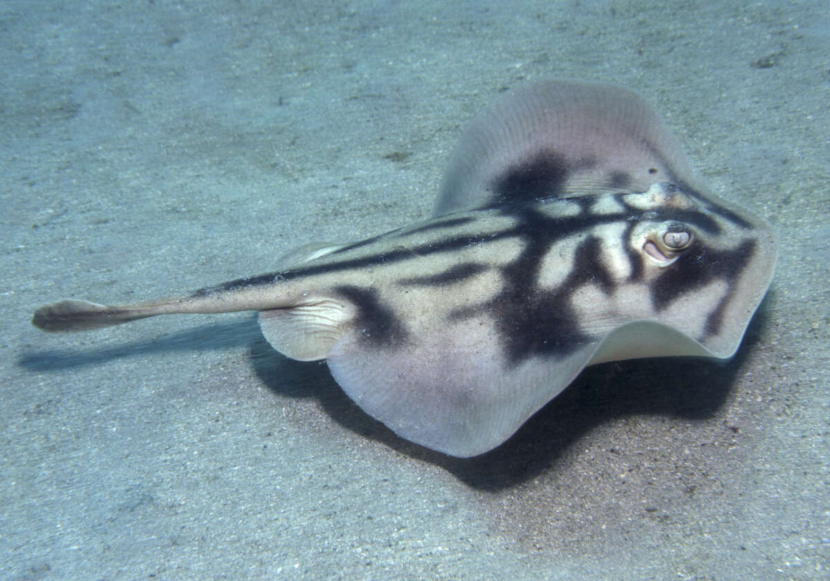 Image of Banded Stingaree