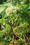 Image of Chinese Hemlock-Parsley