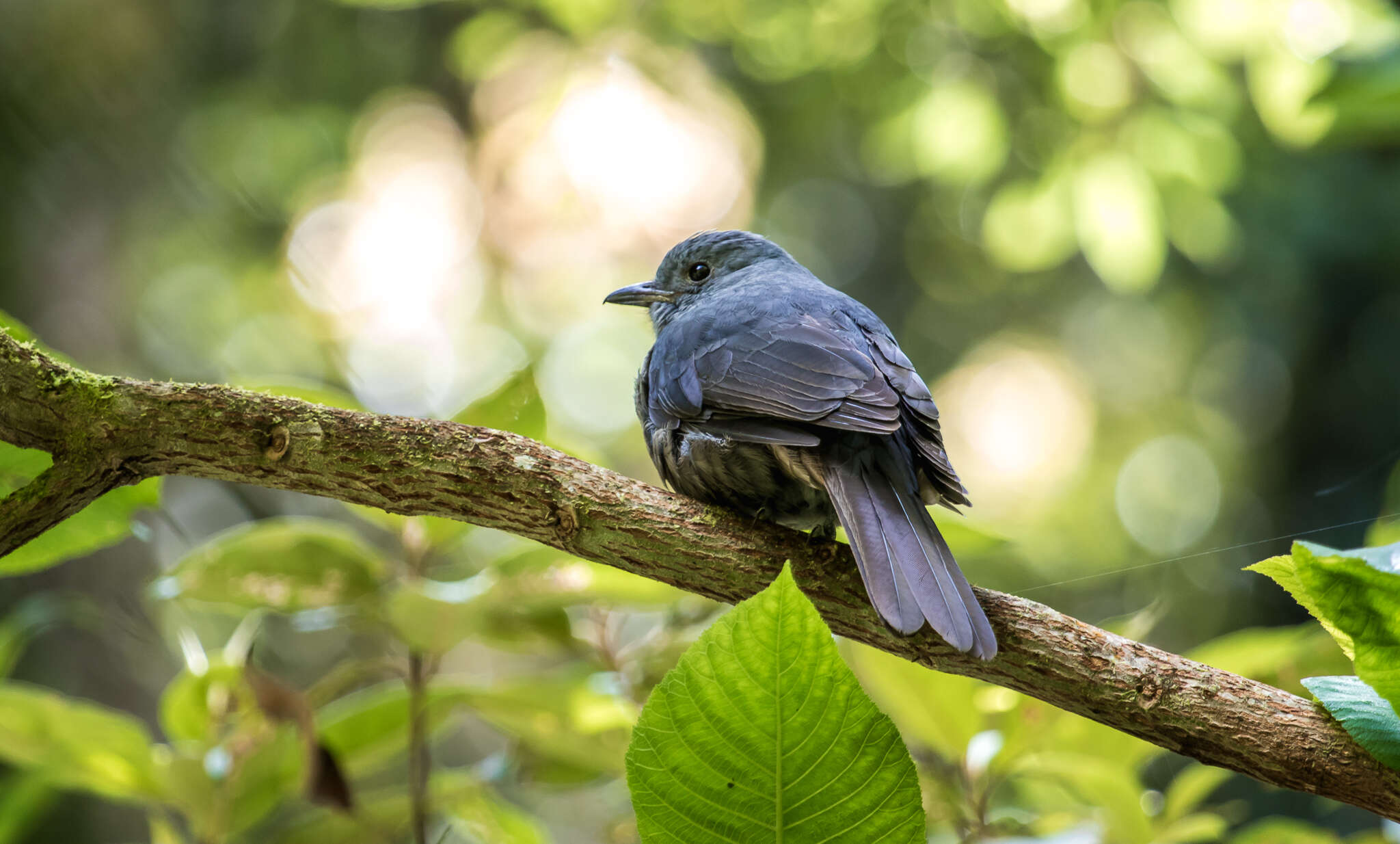 Image of Dusky Piha