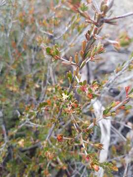 Image of Micrantheum serpentinum Orchard