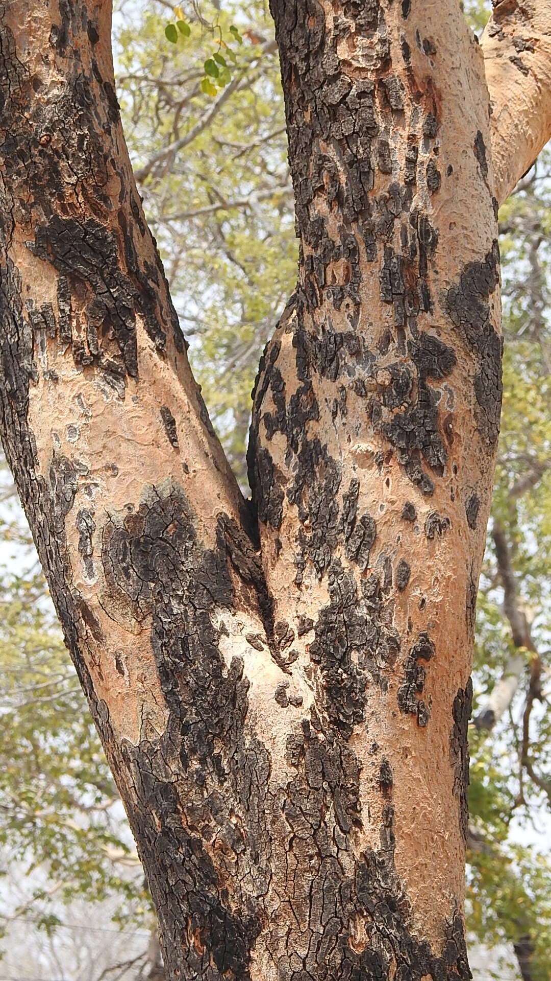 Image of Rhodesian copalwood