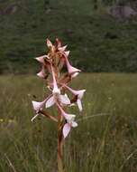 Image of Disa scullyi Bolus