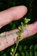 Image of clusterspike false indigo