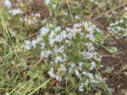 Imagem de Limonium thouinii (Viv.) O. Kuntze