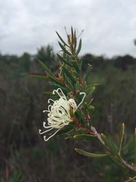 Image of Hakea ruscifolia Labill.