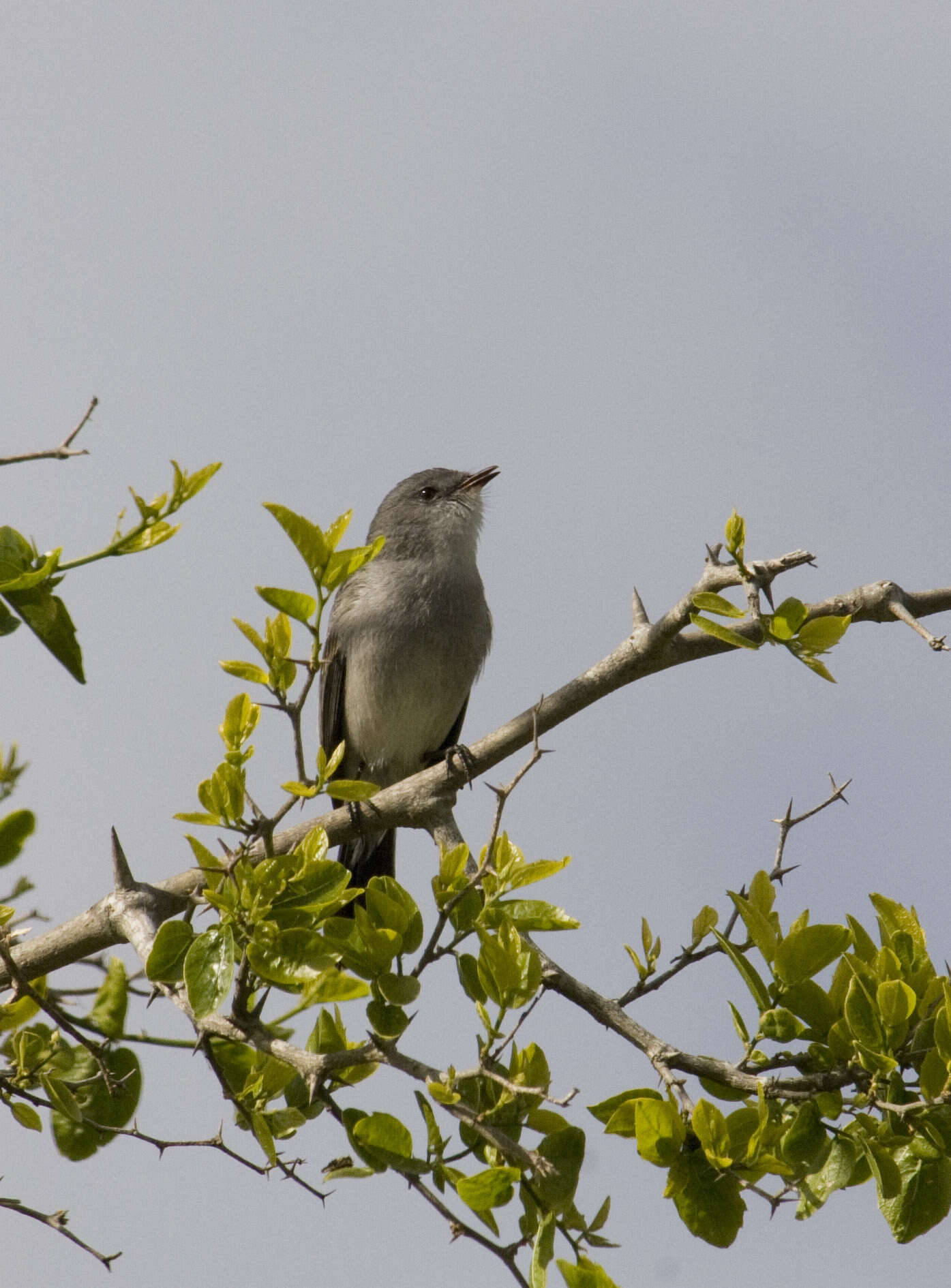 Image of Sooty Tyrannulet