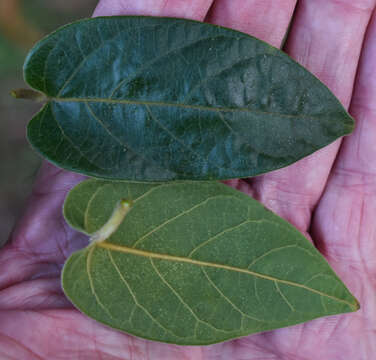 Image of Parsonsia velutina R. Br.