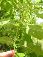 Image of Fraxinus pennsylvanica var. pennsylvanica