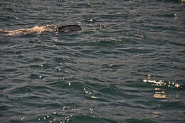 Image of whale sharks