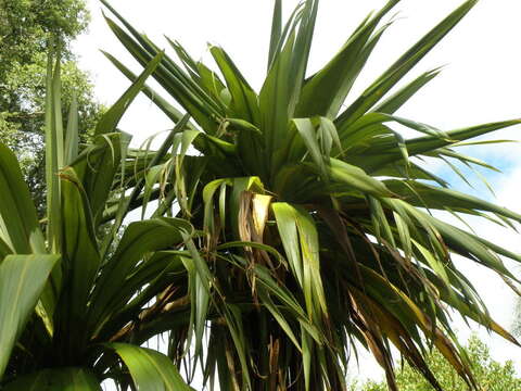 Image of Cordyline indivisa (G. Forst.) Endl.