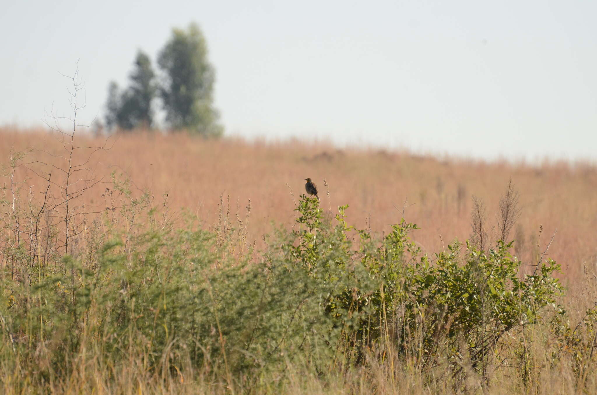 Image of Cape Longclaw