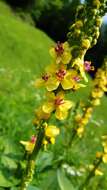 صورة Verbascum alpinum Turra