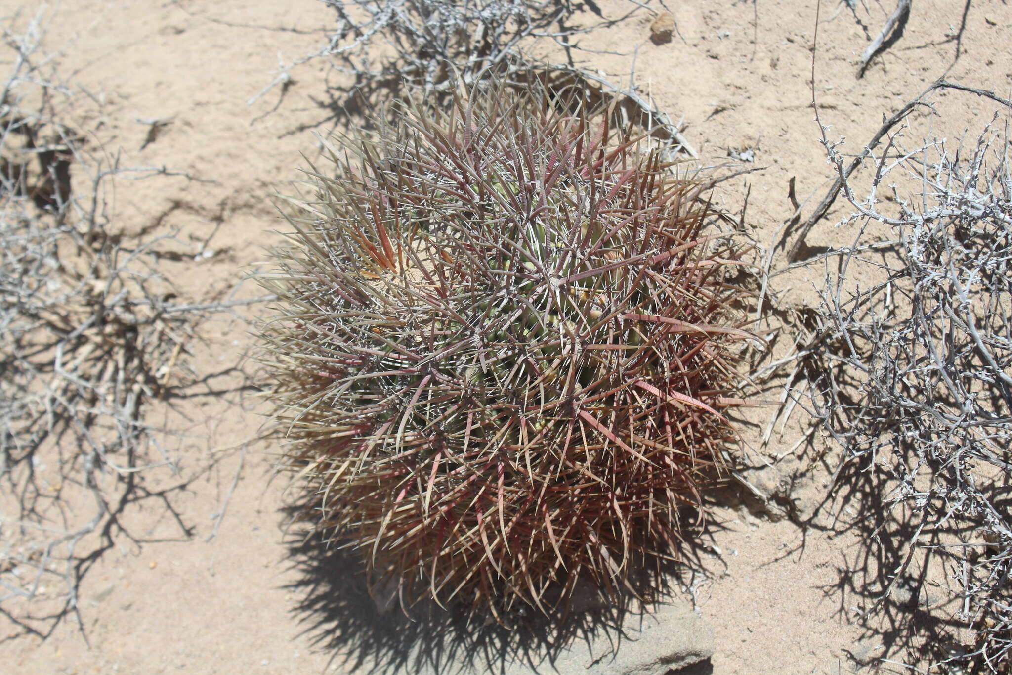 Ferocactus chrysacanthus subsp. grandiflorus (G. E. Linds.) N. P. Taylor resmi