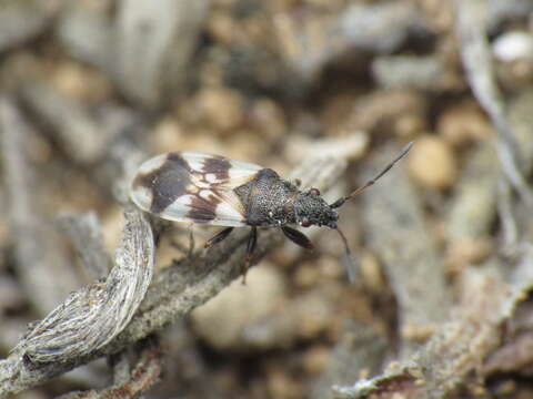 Image of Macroplax fasciata (Herrich-Schaeffer & G. H. W. 1835)