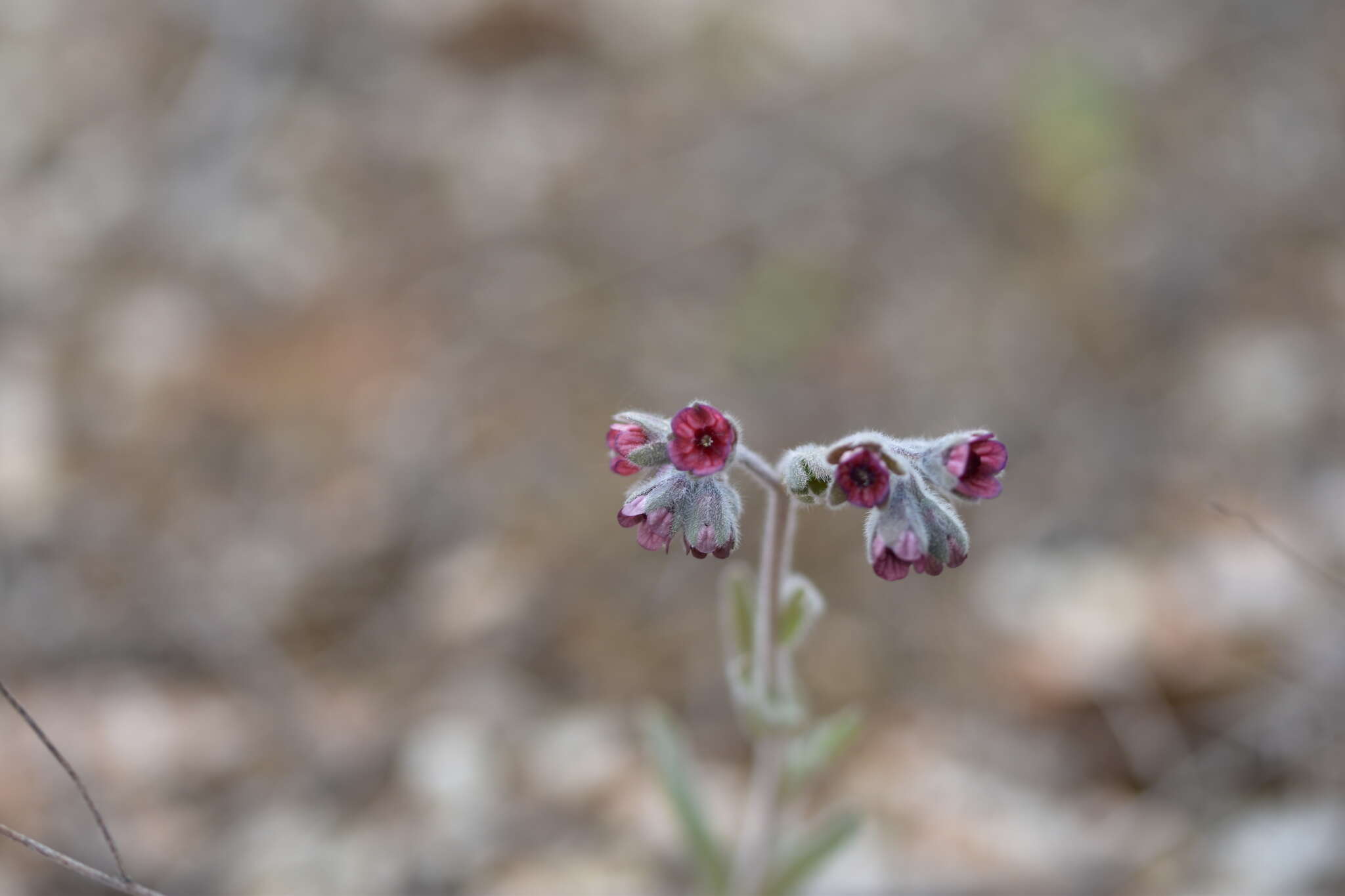 Image de Cynoglossum columnae Ten.