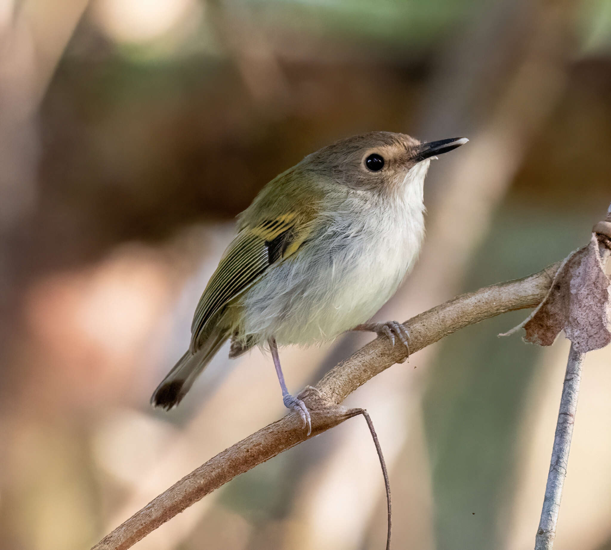 Image of Rusty-fronted Tody-Flycatcher