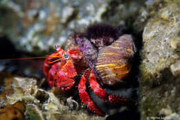 Image of Mediterranean hermit crab