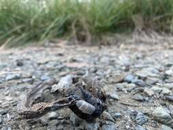 Image of White-lipped snake