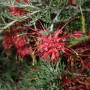 Image of Grevillea preissii subsp. glabrilimba P. M. Olde & N. R. Marriott