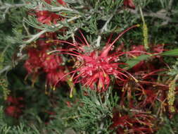 Image of Grevillea preissii subsp. glabrilimba P. M. Olde & N. R. Marriott