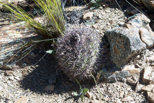 Image of Parodia subterranea F. Ritter