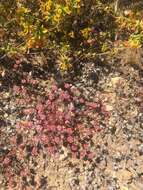 Image of Pinnacles buckwheat