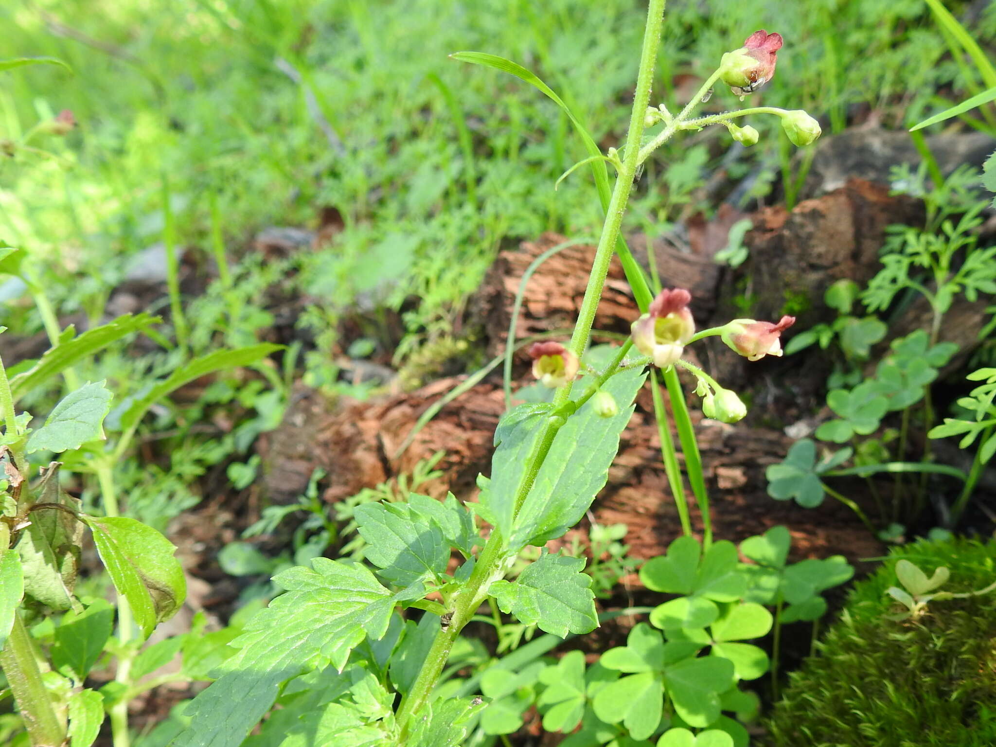 Scrophularia parviflora Wooton & Standley resmi