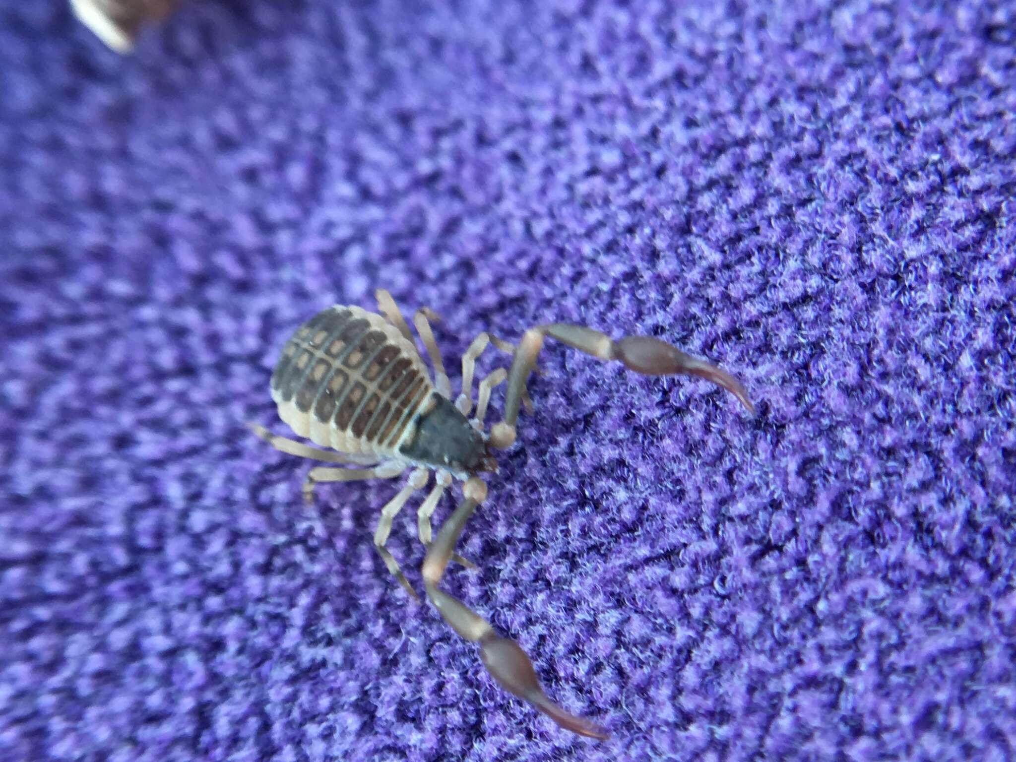 Image of Anchigarypus californicus (Banks 1909)